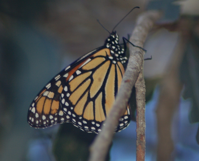 Pismo Beach butterfly grove